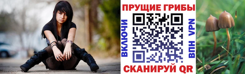 МЕГА ссылка  наркота  Камызяк  Псилоцибиновые грибы Magic Shrooms 